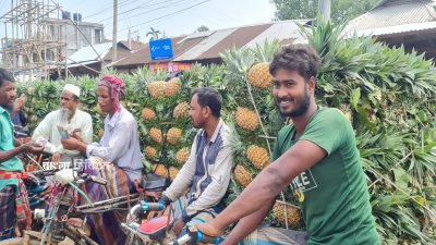 চাষিরা কেউ কেউ ভ্যানে, অটোরিকশায়, কেউ বাইসাইকেলে আবার কেউ ট্রাক বা পিকআপ ভ্যানযোগে আনারস নিয়ে হাটে আসেন