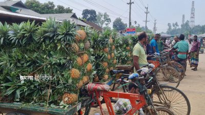 দেশের বিভিন্ন স্থান থেকে আসা পাইকার ও খুচরা ব্যবসায়ীরা আনারস কিনে ট্রাকভর্তি করে গন্তব্যে নিয়ে যান