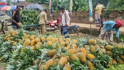 ভরা মৌসুমে বাজার মন্দা থাকায় এবং উৎপাদন খরচ বাড়ায় লোকসান হয় চাষিদের