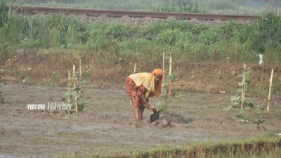 বৃষ্টিতে শীতকালীন সবজি চাষে বেশ ব্যাঘাত ঘটেছে