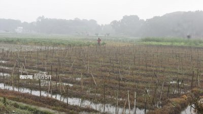 একাধারে বৃষ্টিতে সবজি ক্ষেত নষ্ট হয়ে যায়