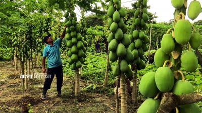 পেঁপে চাষে বাজিমাত, এক বছরে ২০ লাখ টাকা লাভ