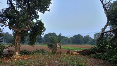 তুলা উন্নয়ন বোর্ডের খামারের জন্য কাটা হচ্ছে অর্ধশতাধিক গাছ