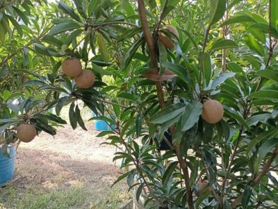 ৪৫০ গ্রাম ওজনের সফেদার জাত উদ্ভাবন: আসবে সফলতা, হবে রফতানি