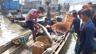 মেঘনায় এত পাঙাশ ধরা পড়েনি আগে, কেজি ৭০০ টাকা