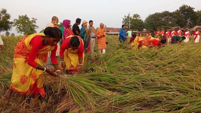 বরেন্দ্র অঞ্চলে আমনের বাম্পার ফলন, চলছে উৎসব