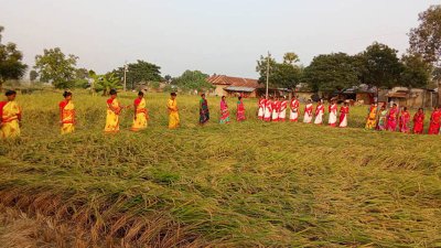 বরেন্দ্র অঞ্চলে আমনের বাম্পার ফলন, চলছে উৎসব