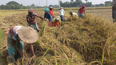 বরেন্দ্র অঞ্চলে আমনের বাম্পার ফলন, চলছে উৎসব