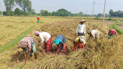 বরেন্দ্র অঞ্চলে আমনের বাম্পার ফলন, চলছে উৎসব