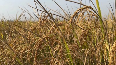 হিলিতে চলতি মৌসুমে ধানের ভালো ফলন, খুশি কৃষকরা