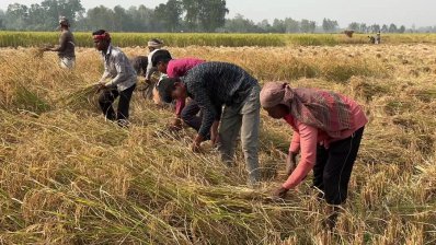 হিলিতে চলতি মৌসুমে ধানের ভালো ফলন, খুশি কৃষকরা