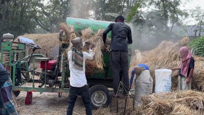 হিলিতে চলতি মৌসুমে ধানের ভালো ফলন, খুশি কৃষকরা