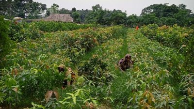 নিয়মিত ৩৫ জন শ্রমিক নার্সারিতে কাজ করে জীবিকা নির্বাহ করছেন