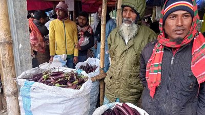 ক্ষেতে বেগুনের দাম ১৫-২০ টাকা, বাজারে নিয়ে দ্বিগুণ লাভ করছেন আড়তদার