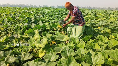 চরের কৃষকরা এখন তাদের উৎপাদিত ফসল বাজারজাত করে আর্থিকভাবে লাভবান হচ্ছেন