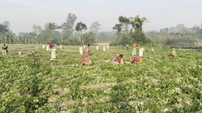 আগাম আলু চাষ করে বিঘায় লাভ ৫০-৬০ হাজার টাকা