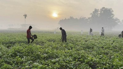 আগাম আলু চাষ করে বিঘায় লাভ ৫০-৬০ হাজার টাকা