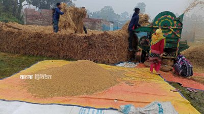 লক্ষ্যমাত্রা ছাড়িয়েছে আমন উৎপাদন, ফলন ও দামে খুশি চাষিরা