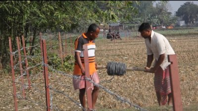 আইন ভেঙে সীমান্তের শূন্যরেখায় দেড় কিলোমিটার বেড়া দিলো বিএসএফ