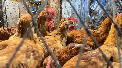 The price of meat is extra