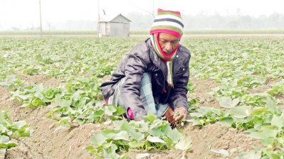 শেরপুরের মিষ্টিআলু যাচ্ছে জাপানে, দাম পাওয়ায় বাড়ছে চাষে আগ্রহ