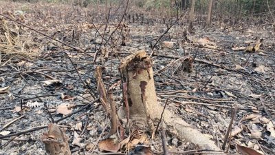 দীর্ঘদিন ধরে কর্মকর্তাদের সঙ্গে যোগসাজশ করে এসব গাছ পাচার হচ্ছে