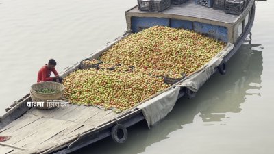 টমেটোর কেজি ২ টাকা, তবু ক্রেতা নেই