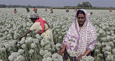 ফরিদপুরে পেঁয়াজ বীজের বাম্পার ফলন, ৫০০ কোটি টাকা বিক্রির আশা