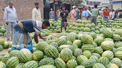 মুক্তারপুর হাটে প্রতিদিন আড়াই কোটি টাকার তরমুজ বিক্রি