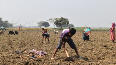 এখনও আলু তুলছেন চাষিরা
