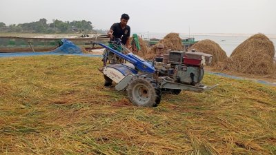 পদ্মার পাড়ে-চরে বোরো ধানের বাম্পার ফলন, ব্যস্ত কৃষক