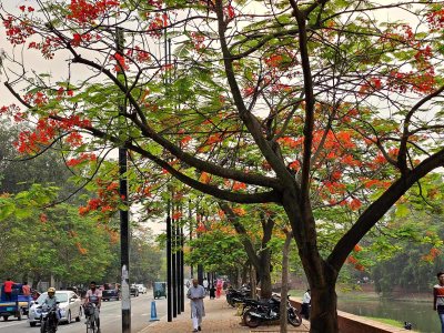 রাজধানীর চন্দ্রিমা উদ্যান সেজেছে লালে
