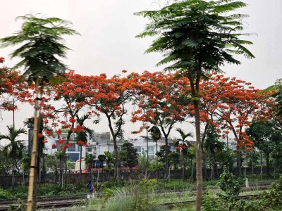 পূর্বাচলে ঢুকতেই চোখে পড়বে এমন সৌন্দর্য 