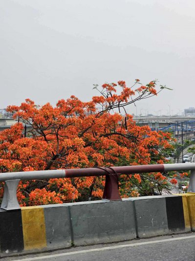 এমন সৌন্দর্য এখন শোভা পাচ্ছে পথেঘাটে 