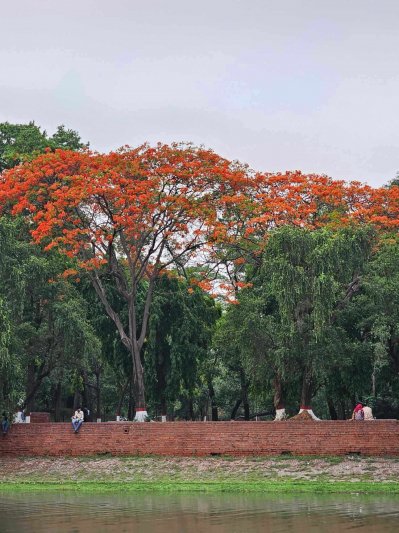 রাজধানীর চন্দ্রিমা উদ্যান সেজেছে লালে