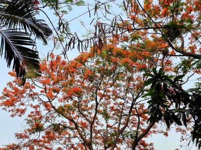 কৃষ্ণচূড়ার লালে মুগ্ধ হচ্ছেন নগরবাসী