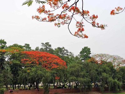 গাছে গাছে লালের বাহার