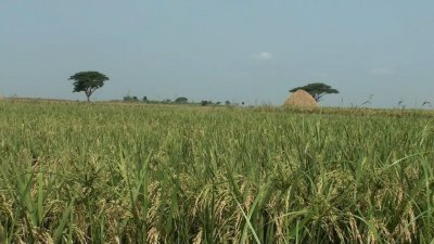 সোনালি পাকা ধানের গন্ধে ভরে গেছে চারপাশ