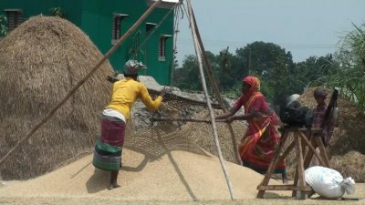 পরিবারের সবাই ধান কাটা ও মাড়াইয়ে অংশ নিচ্ছেন