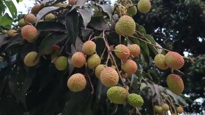 বেদেনা লিচুর জিআই স্বীকৃতি: রফতানির উদ্যোগ চান দিনাজপুরের কৃষকরা