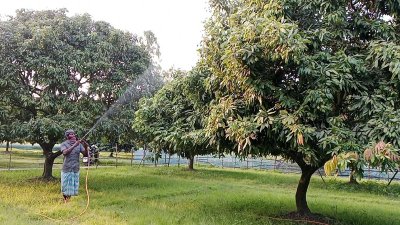 লিচুতে কীটনাশক স্প্রে করতে ব্যস্ত এক কৃষক, সদরের মাসিমপুর এলাকা থেকে তোলা ছবি