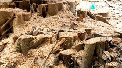 শিরক অজুহাতে কেটে ফেলা হয়েছে শতবর্ষী বট গাছ 