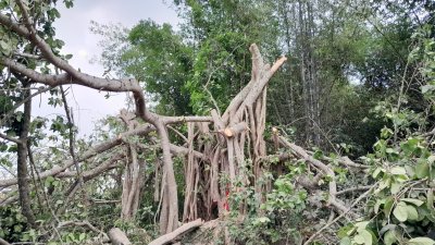 শিরক অজুহাতে কেটে ফেলা হয়েছে শতবর্ষী বট গাছ 