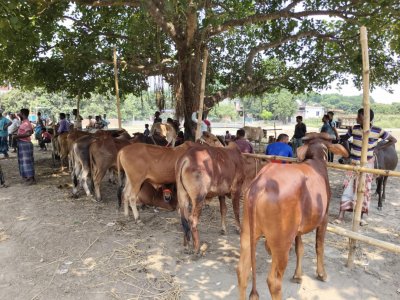 এবারও রাজশাহী জেলায় চাহিদার তুলনায় উদ্বৃত্ত রয়েছে কোরবানির পশু