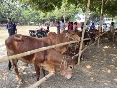 রাজশাহীতে চাহিদার চেয়ে কোরবানির পশু বেশি, বিক্রি হবে ৩০২ হাটে