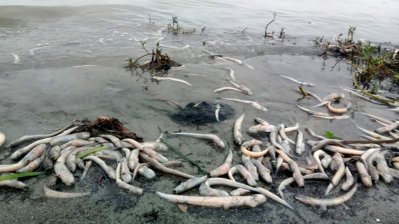 বিষাক্ত বর্জ্য ও কেমিক্যালযুক্ত পানিকে দুষছেন পরিবেশবাদীরা