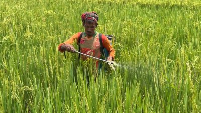 কয়েকবার কীটনাশক স্প্রে করেও পোকার আক্রমণ থেকে রেহাই মিলছে না