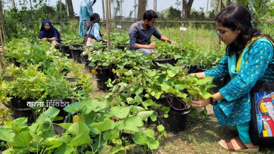 আলুগুলো চাষ করে সফলতা পাওয়া যায়
