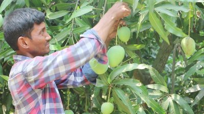 নওগাঁয় আম পাড়া শুরু, আম্রপালি পাওয়া যাবে কবে