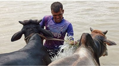 বাড়িতে লালন-পালন করা দুটি গরুতে নদীতে গোসল করানো হচ্ছে